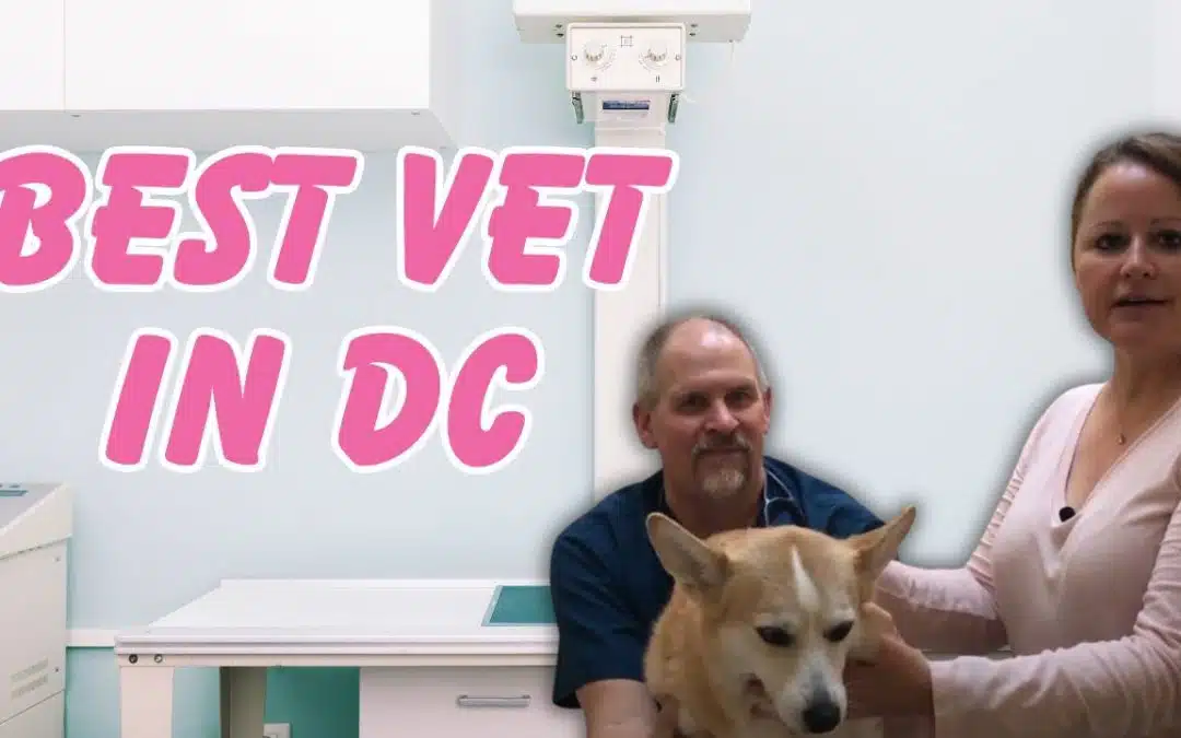 The Best Veterinary Hospital in Washington DC: Georgetown Veterinary Hospital