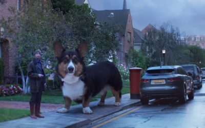 Saying Goodbye to Some of Our Family Pets and Other Animal Stories